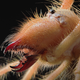 Illustration for article titled Close Up on the Fearsome Jaws of Camel Spidersem/em